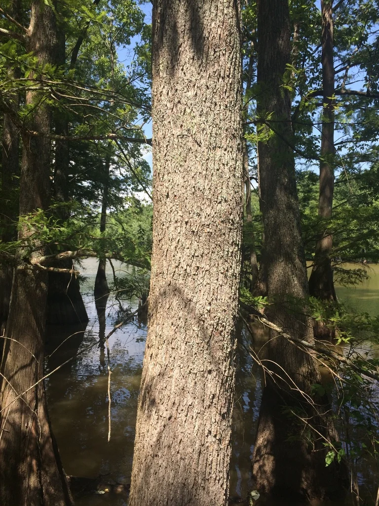 Nyssa Aquatica
