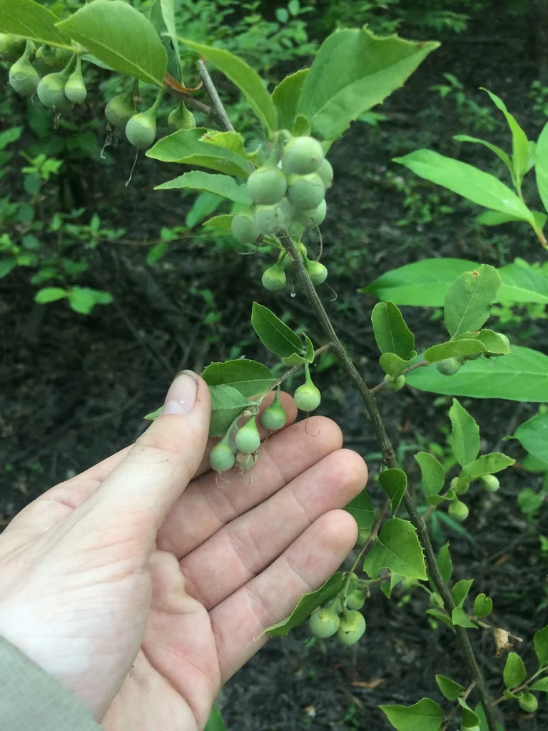 Styrax Americanus