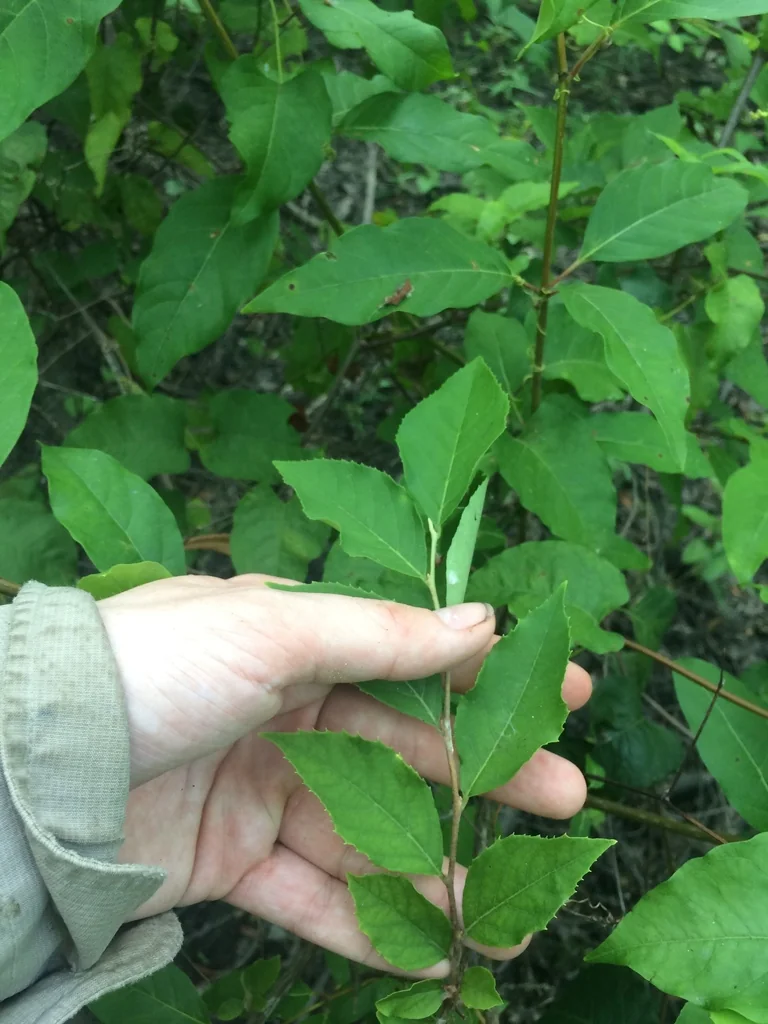 Styrax Americanus