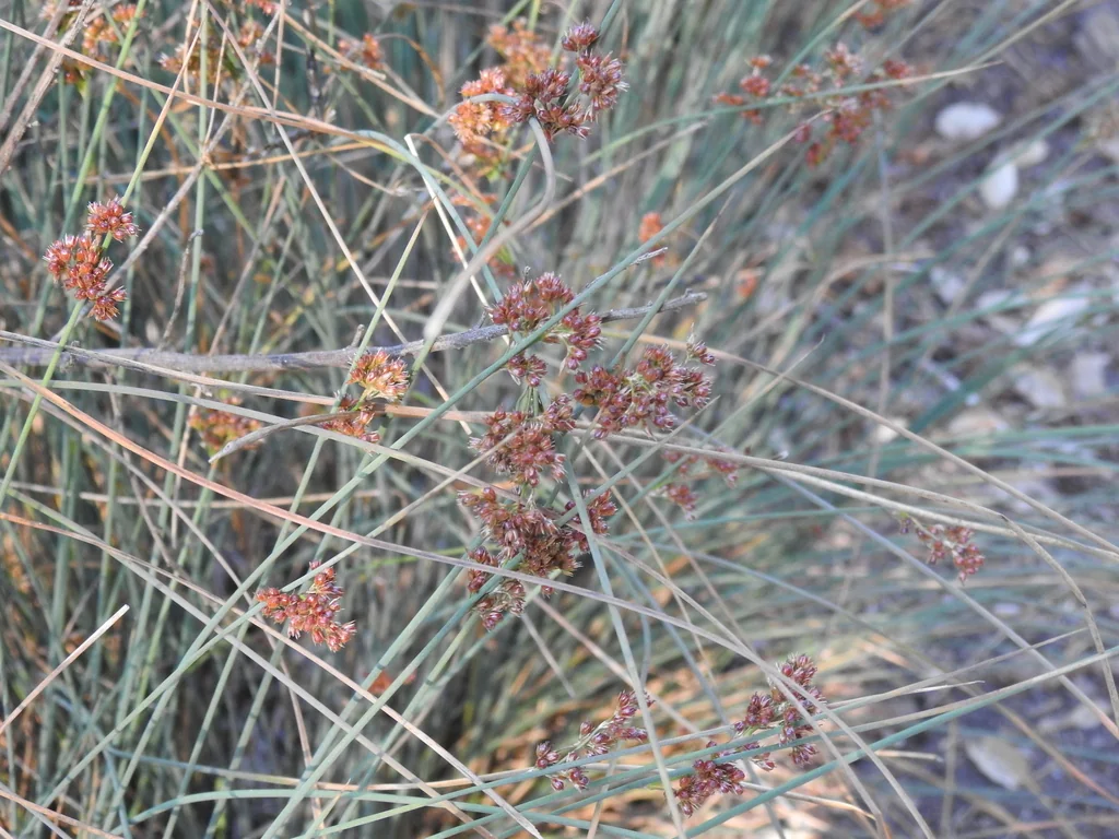 Juncus Patens