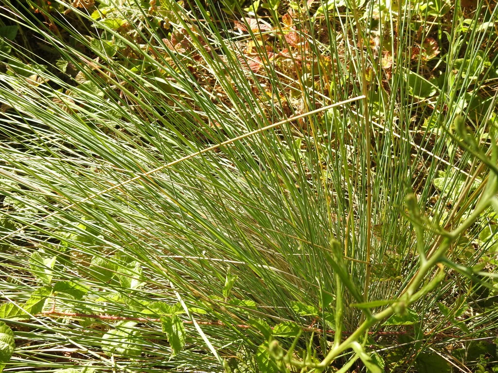 Juncus Patens