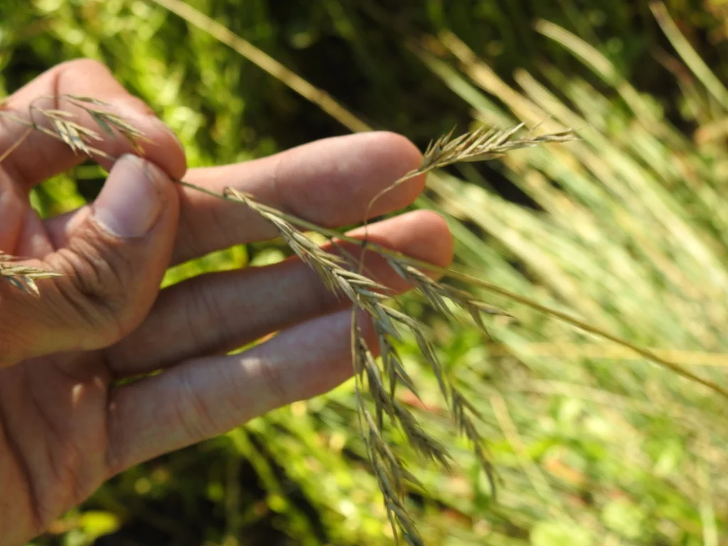 Festuca Californica