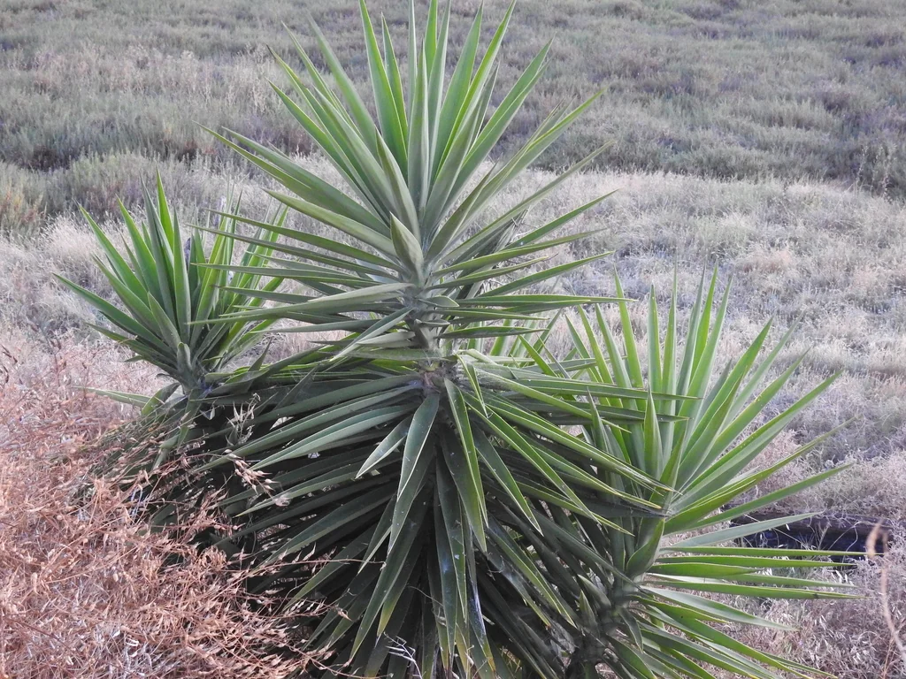 Yucca Elephantipes