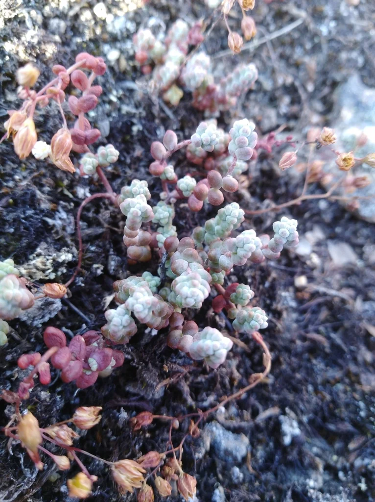Sedum Brevifolium