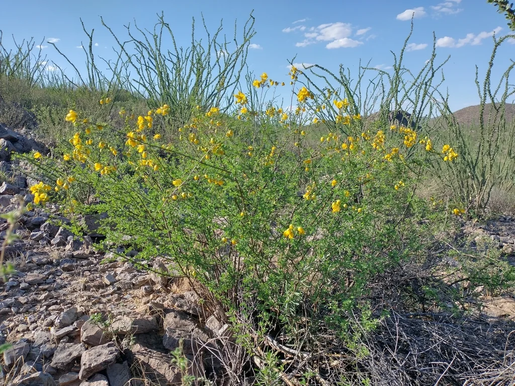 Senna Wislizenii