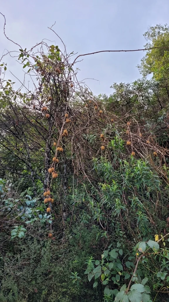 Actinidia Deliciosa