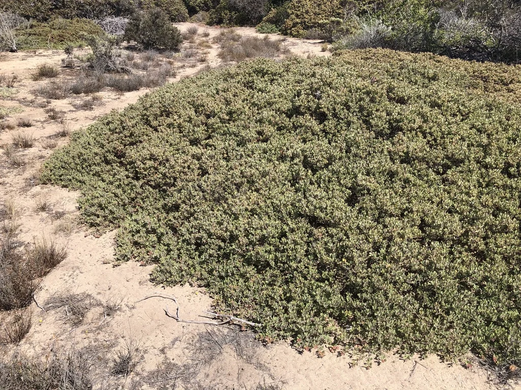 Arctostaphylos Pumila