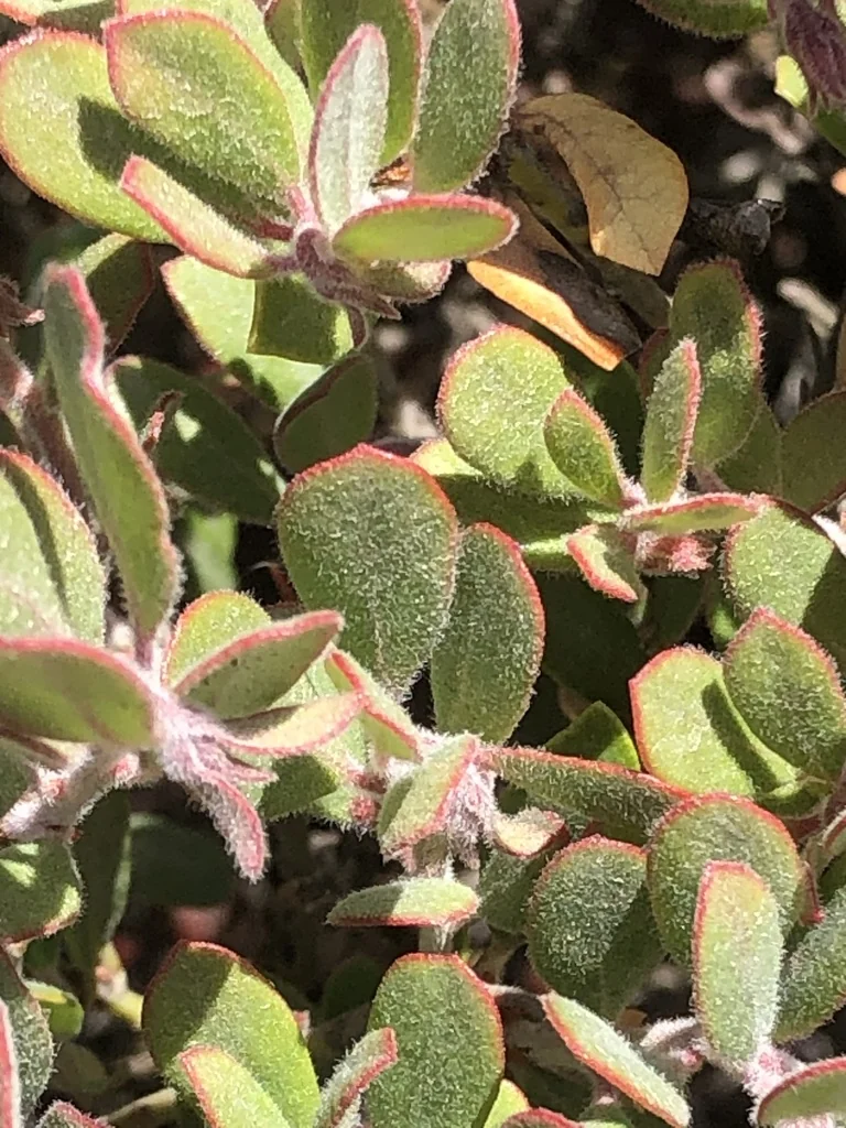 Arctostaphylos Pumila