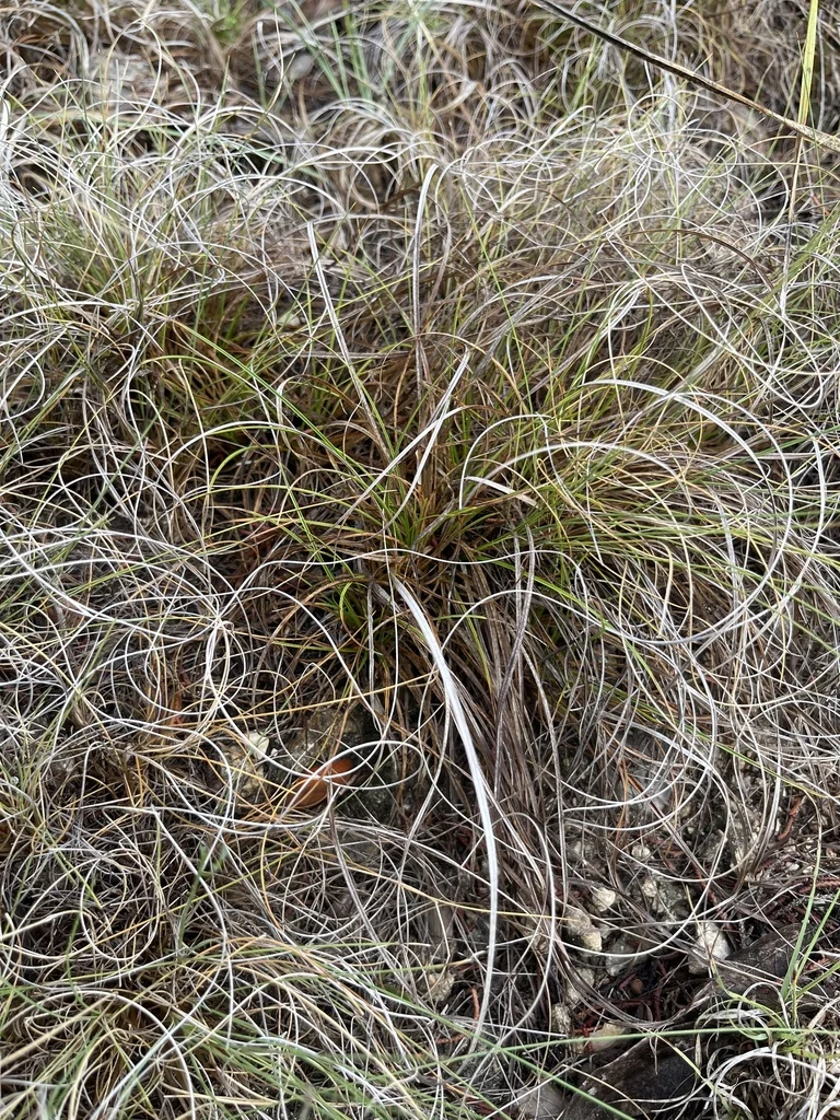Muhlenbergia Reverchonii