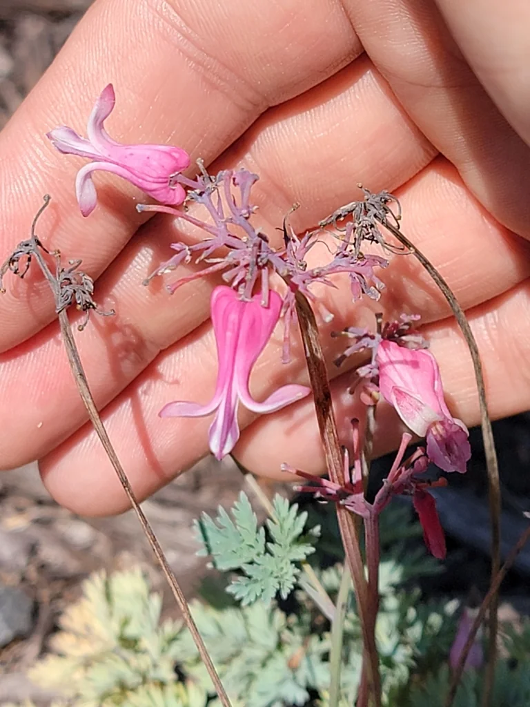 Dicentra Eximia