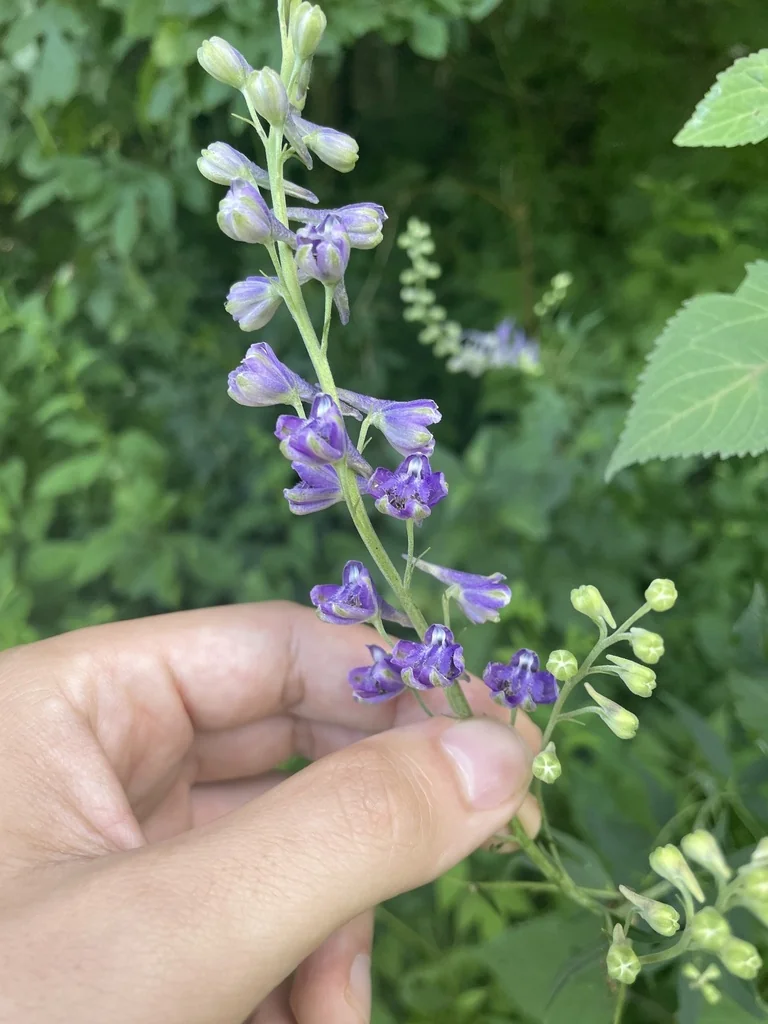 Delphinium Exaltatum