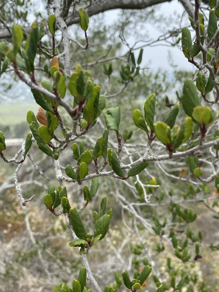 Cercocarpus Minutiflorus
