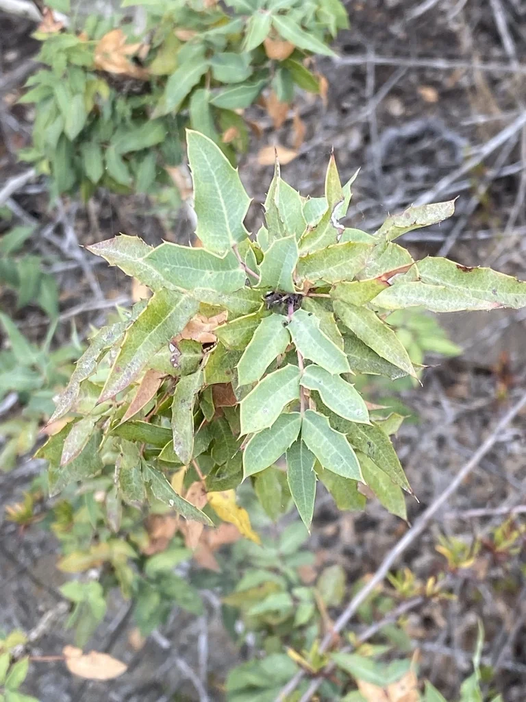 Berberis Nevinii