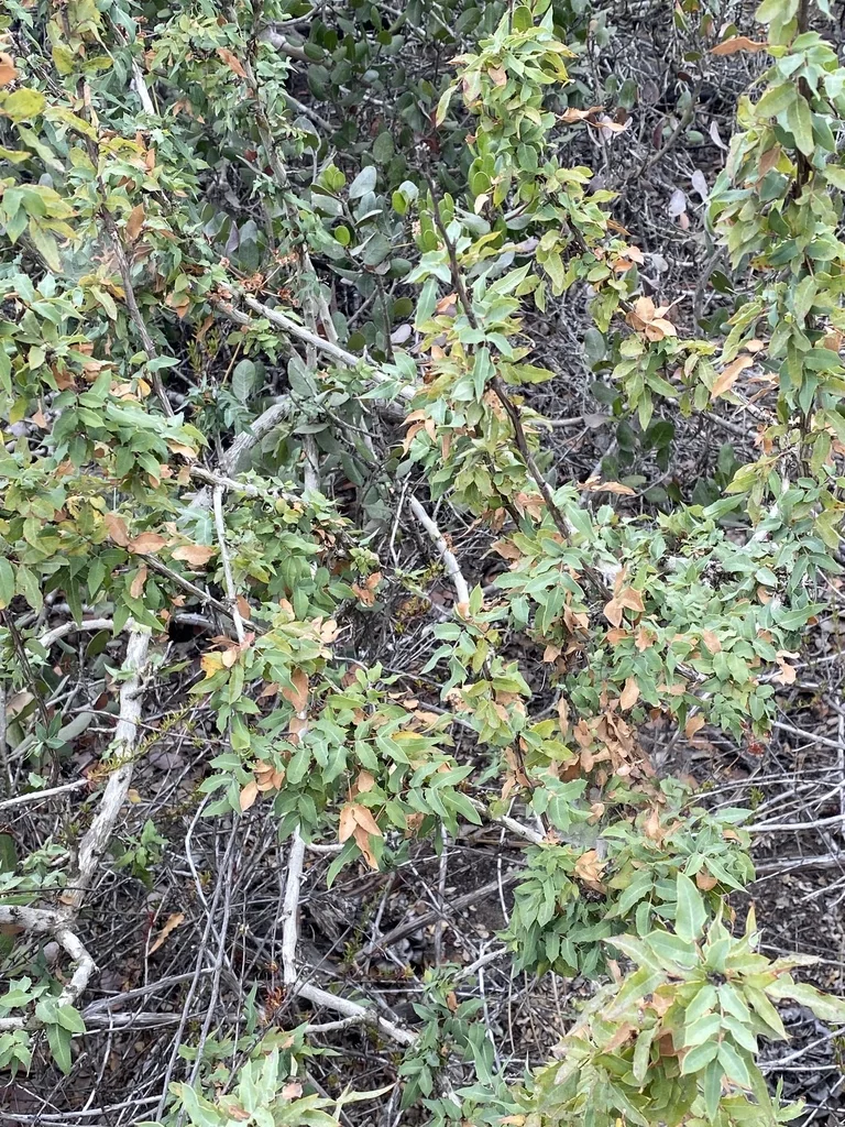 Berberis Nevinii