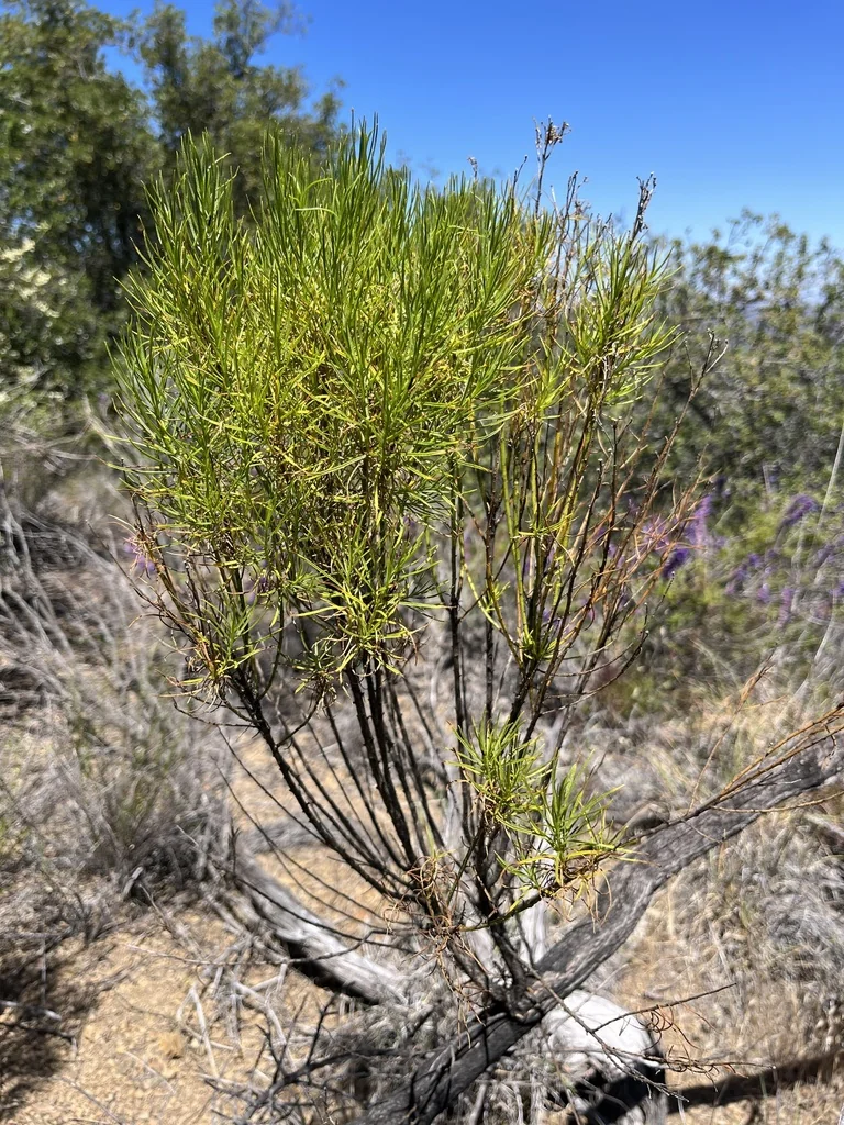 Ericameria Arborescens