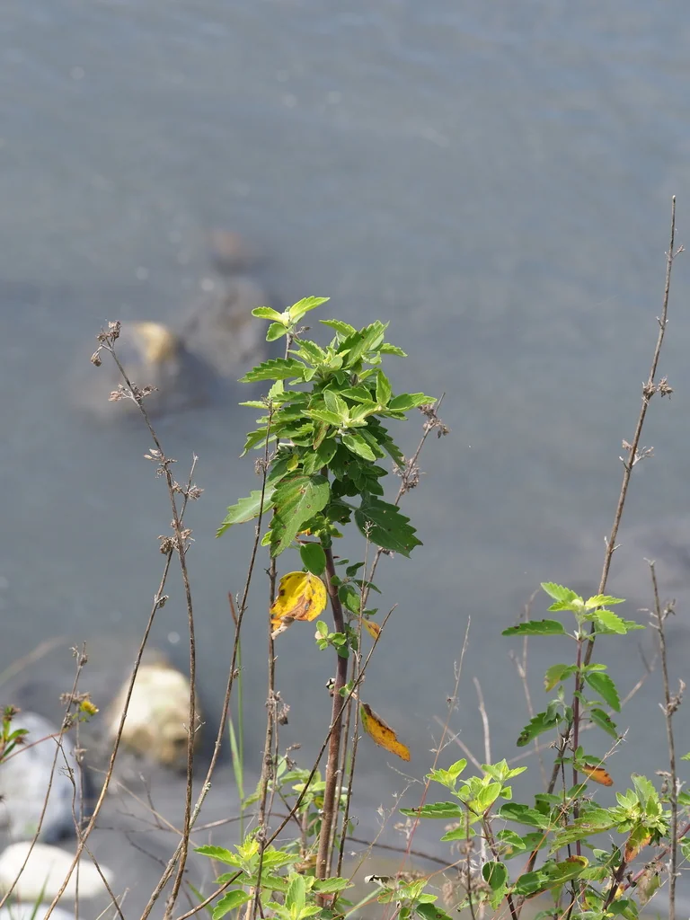 Caryopteris incana