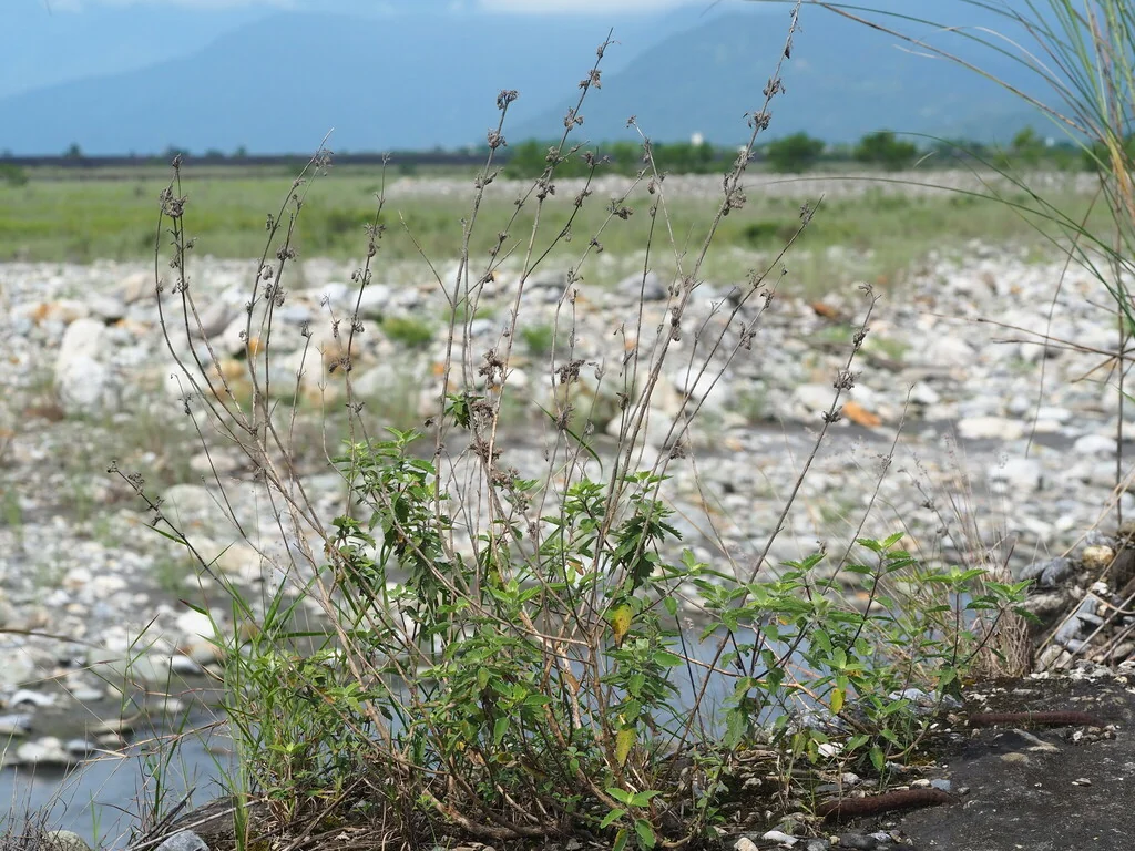Caryopteris incana