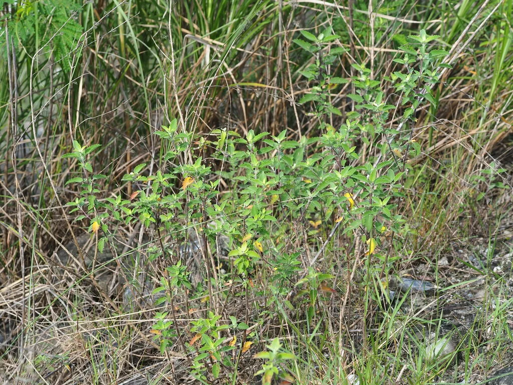 Caryopteris incana
