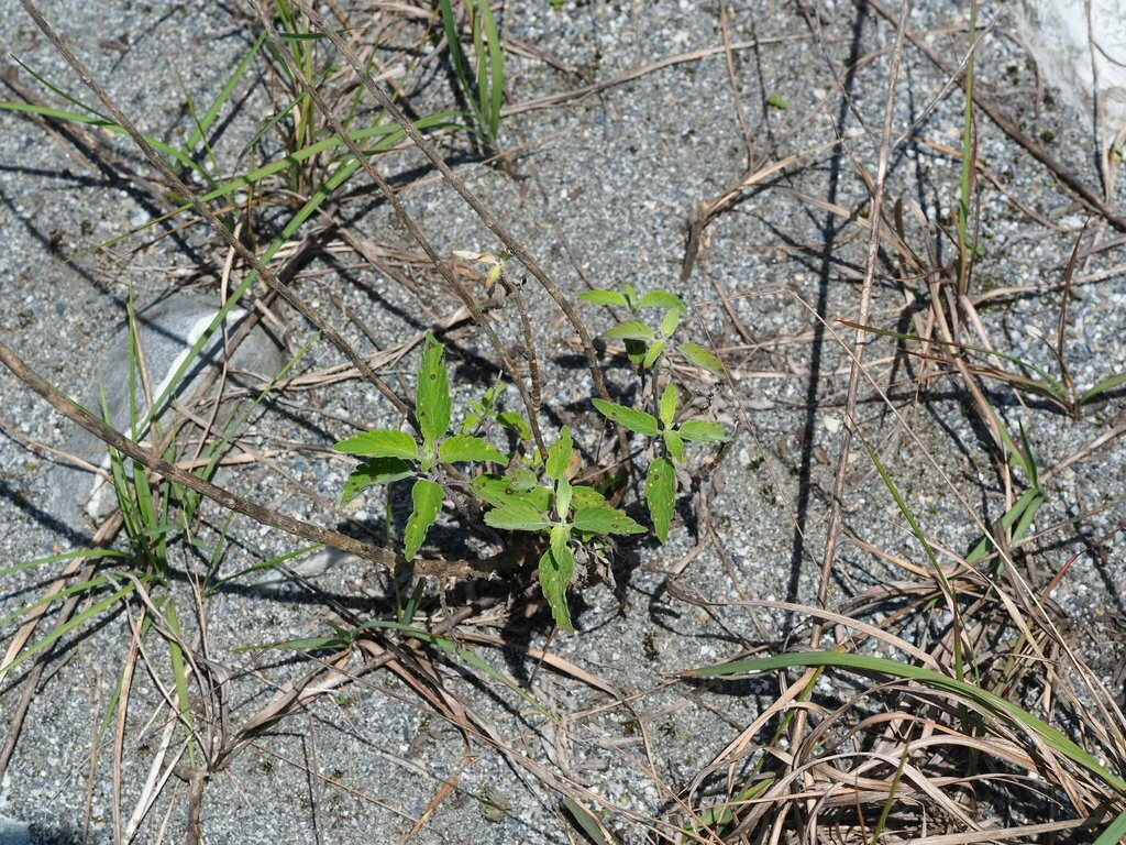 Caryopteris incana