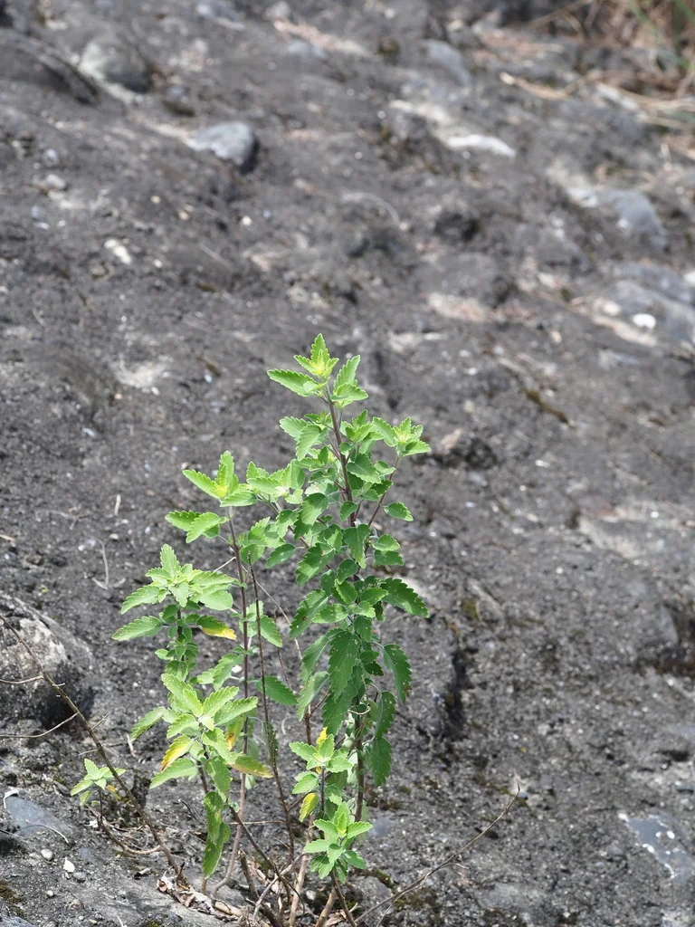 Caryopteris incana