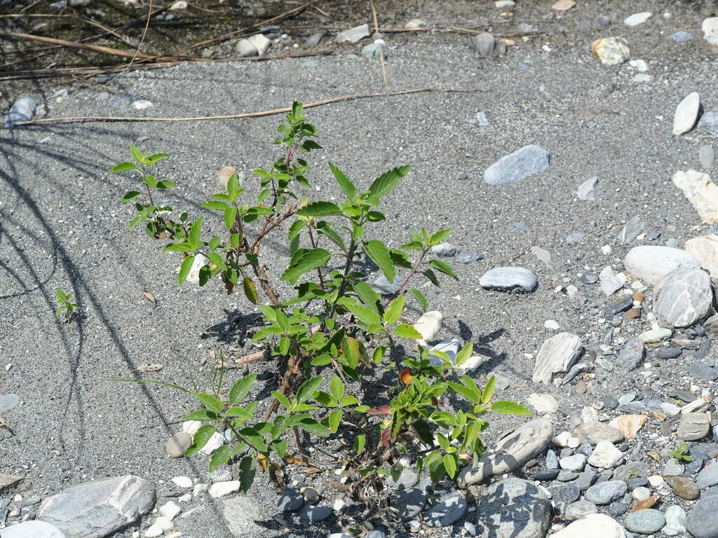 Caryopteris incana
