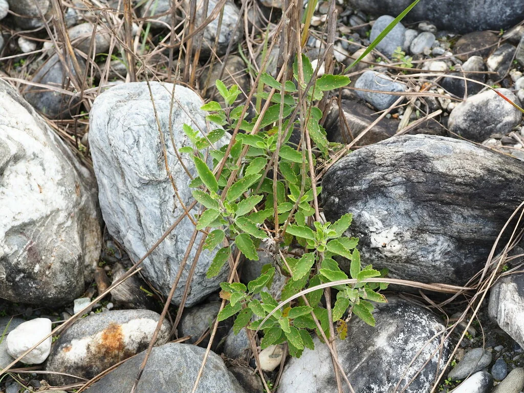 Caryopteris incana