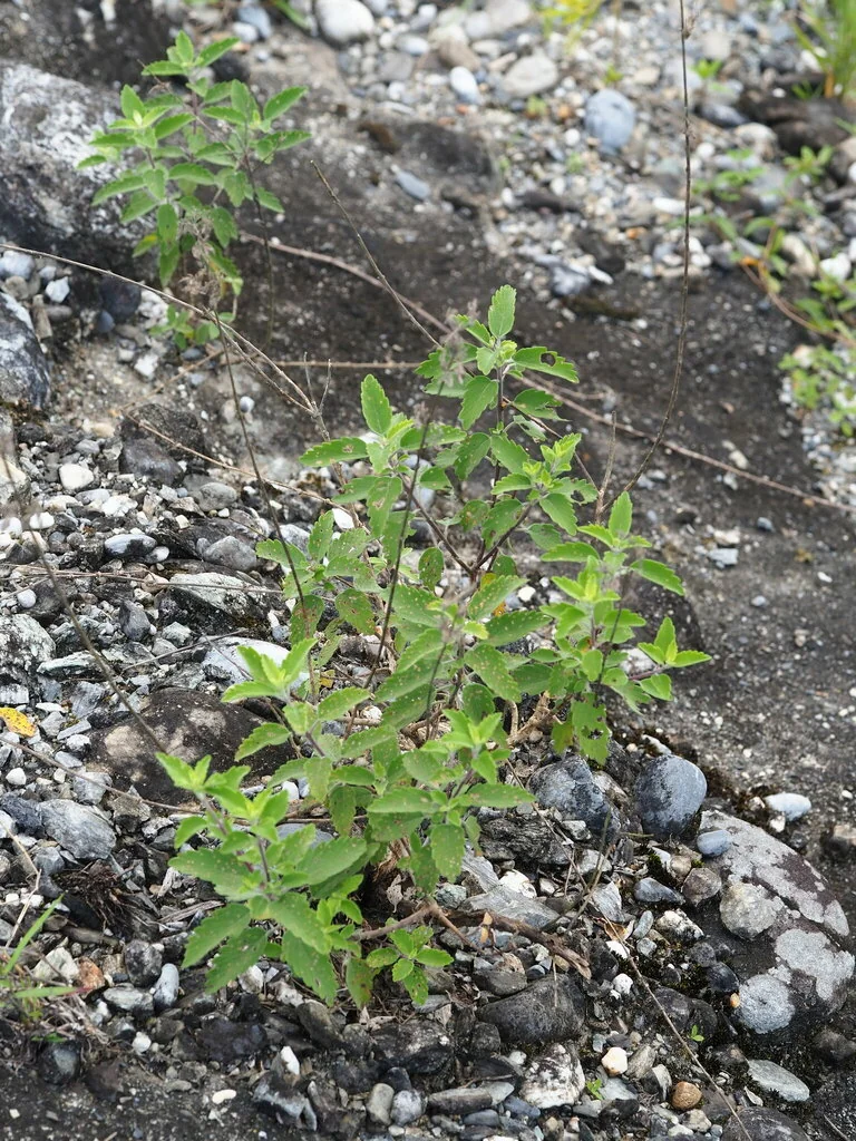 Caryopteris incana