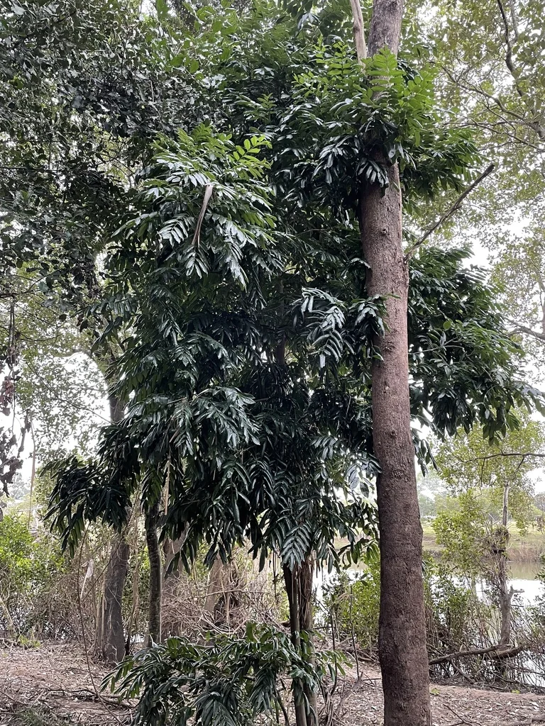 Castanospermum Australe