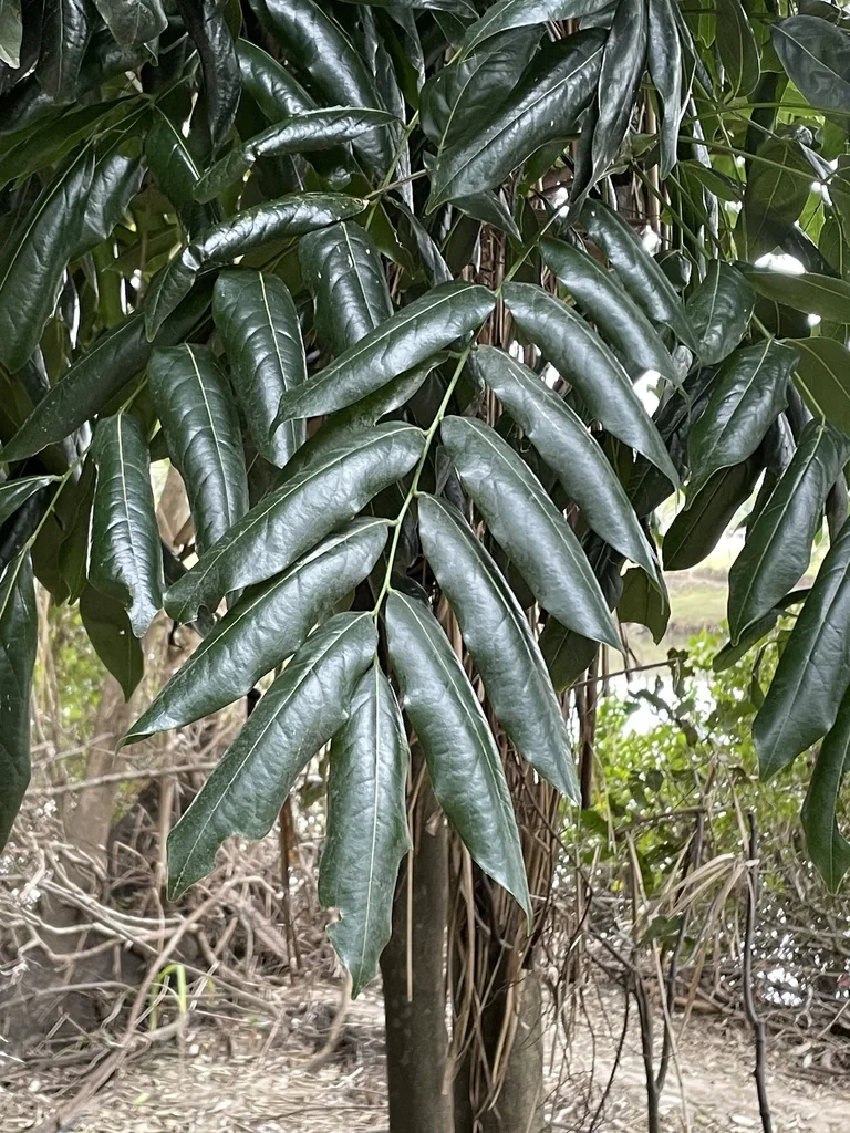 Castanospermum Australe