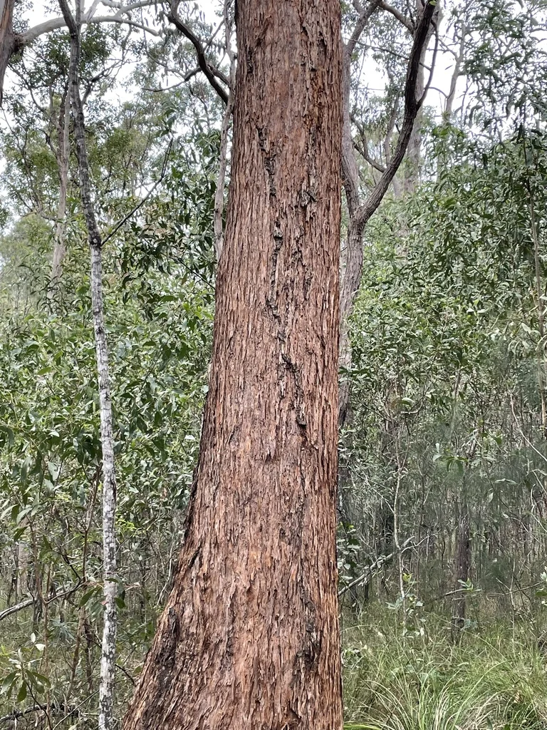 Eucalyptus Microcorys