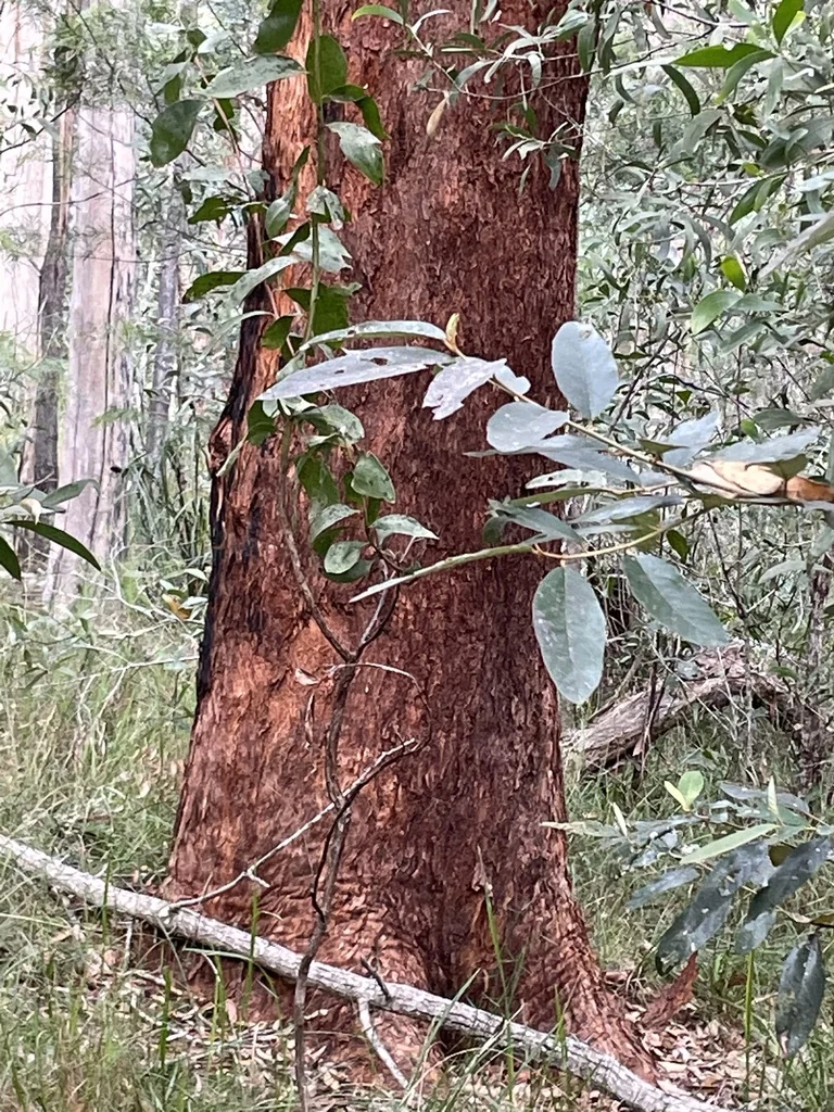 Eucalyptus Microcorys