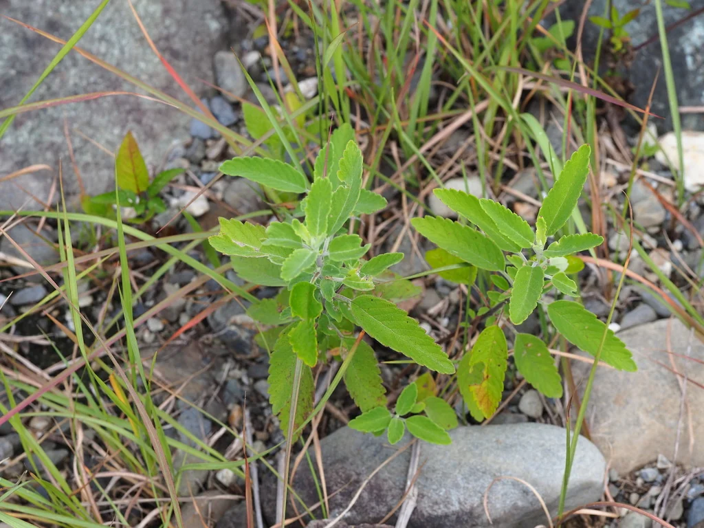 Caryopteris incana