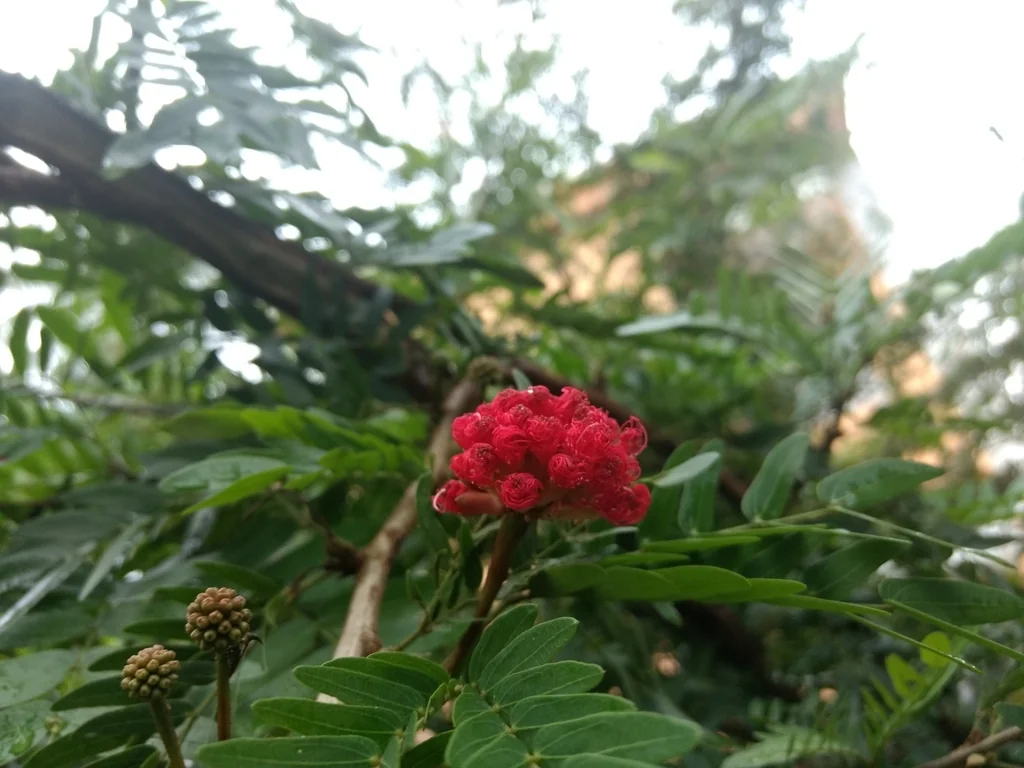 Calliandra Haematocephala