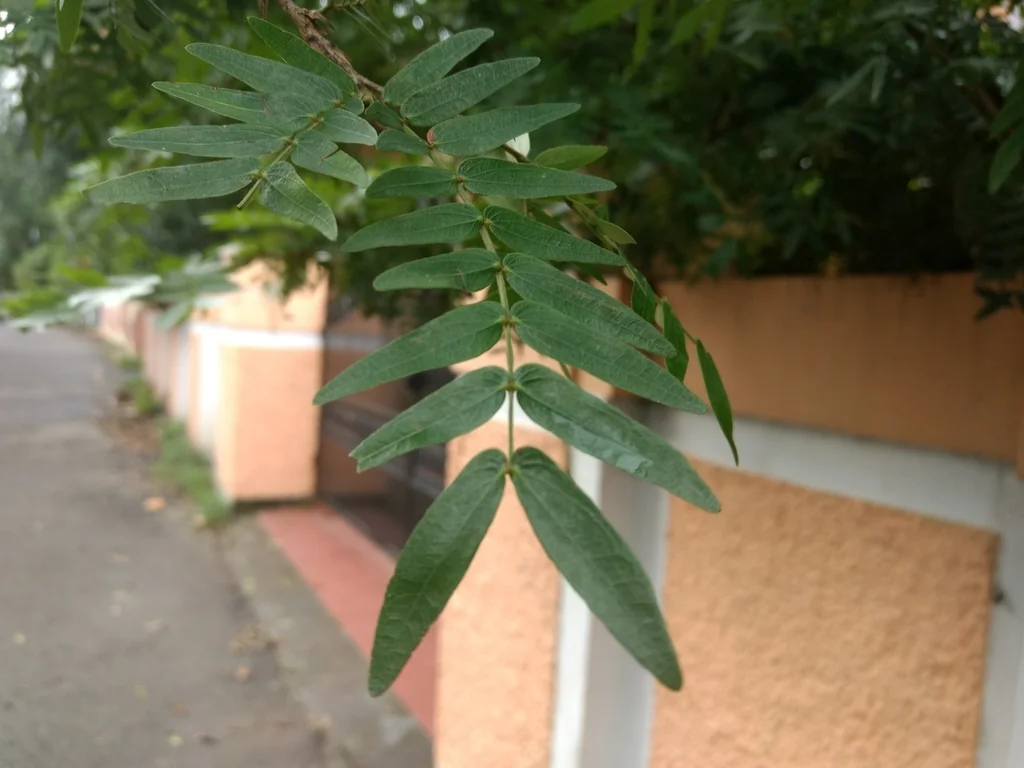 Calliandra Haematocephala