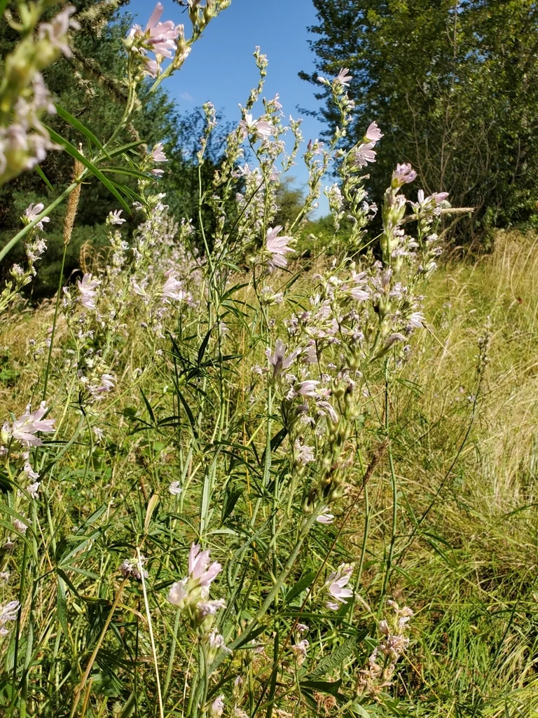 Sidalcea Campestris