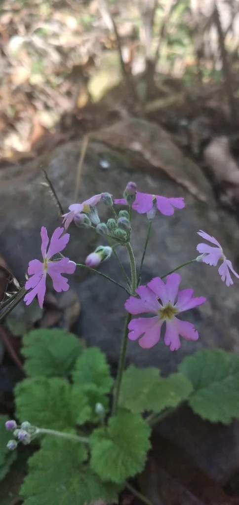 Primula Malacoides