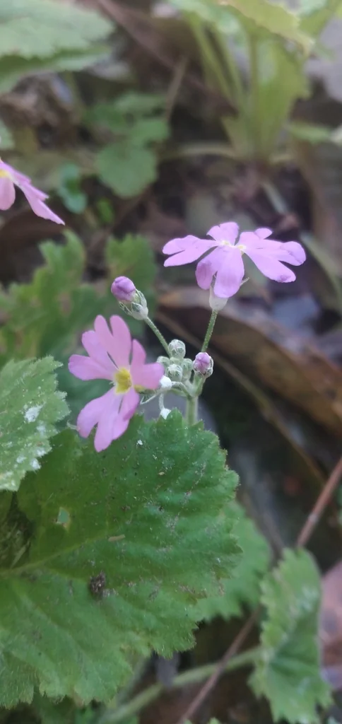 Primula Malacoides