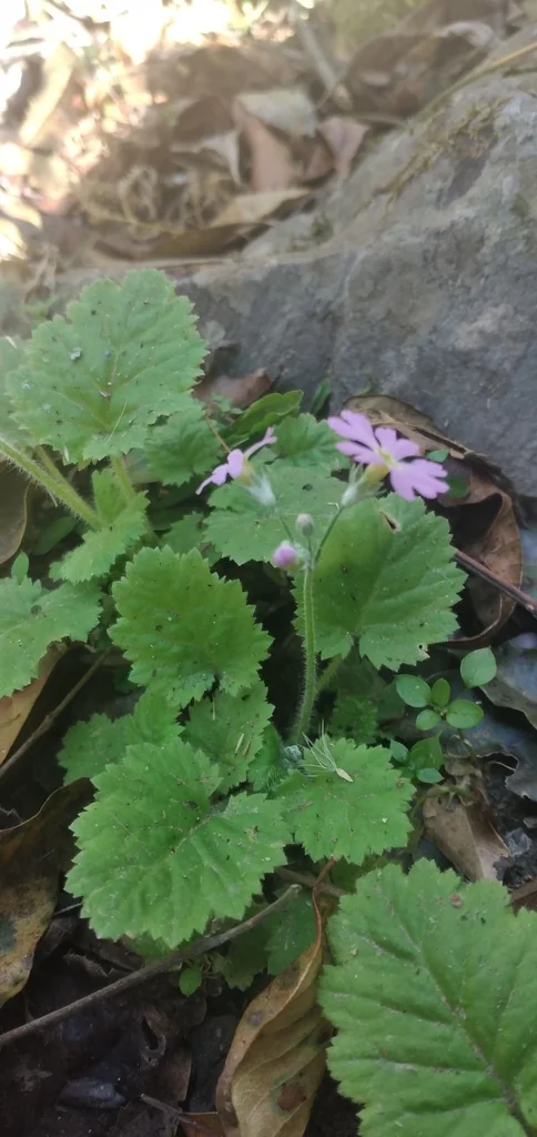 Primula Malacoides