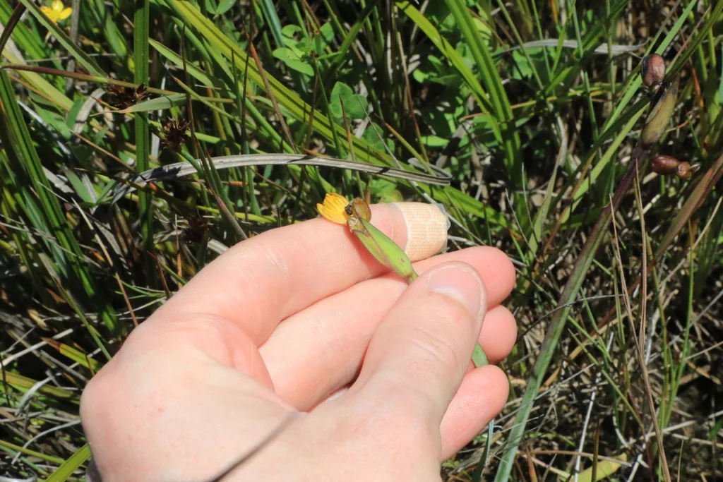 Sisyrinchium Californicum