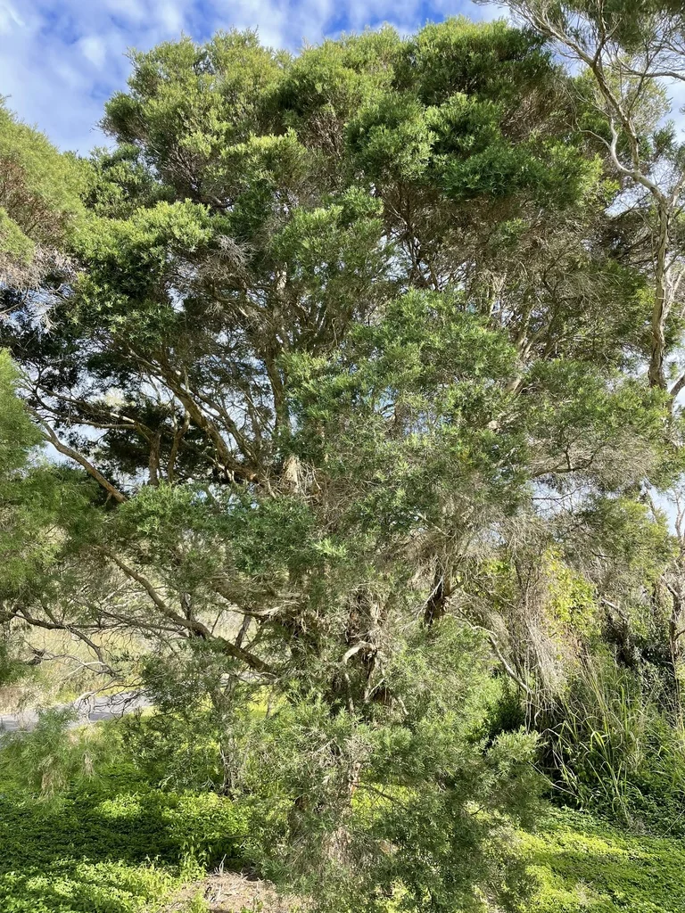 Melaleuca Linariifolia