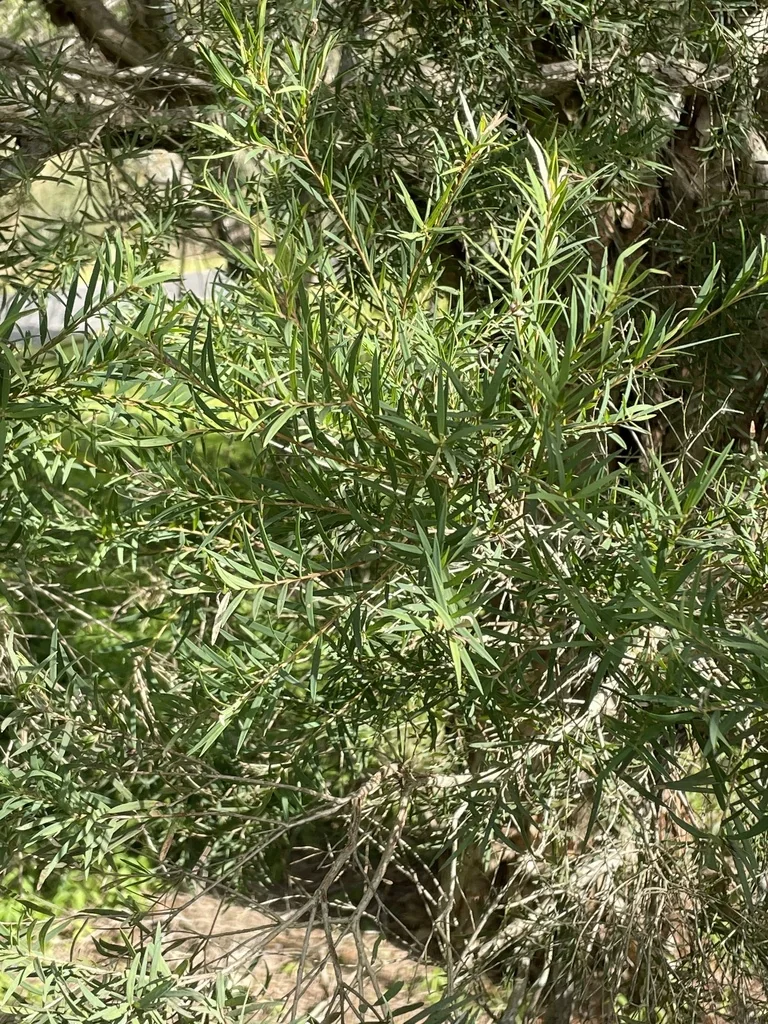Melaleuca Linariifolia