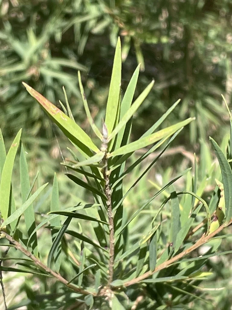 Melaleuca Linariifolia