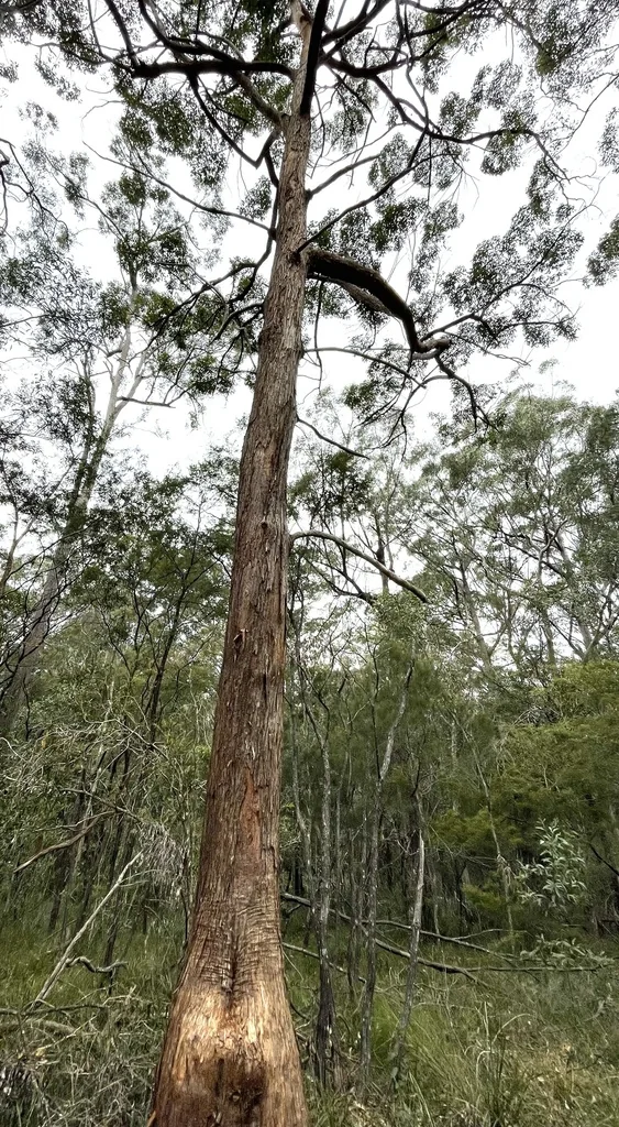 Eucalyptus Microcorys