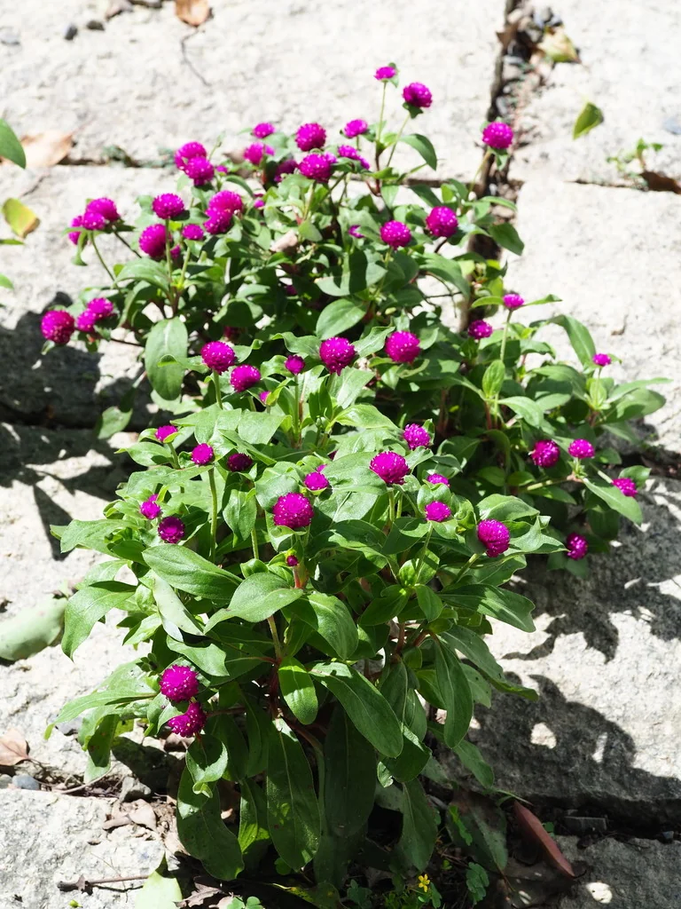 Gomphrena Globosa