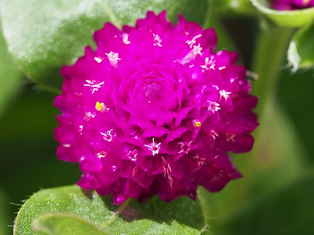 Gomphrena Globosa