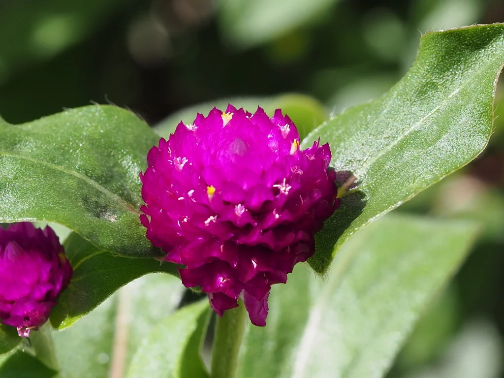 Gomphrena Globosa