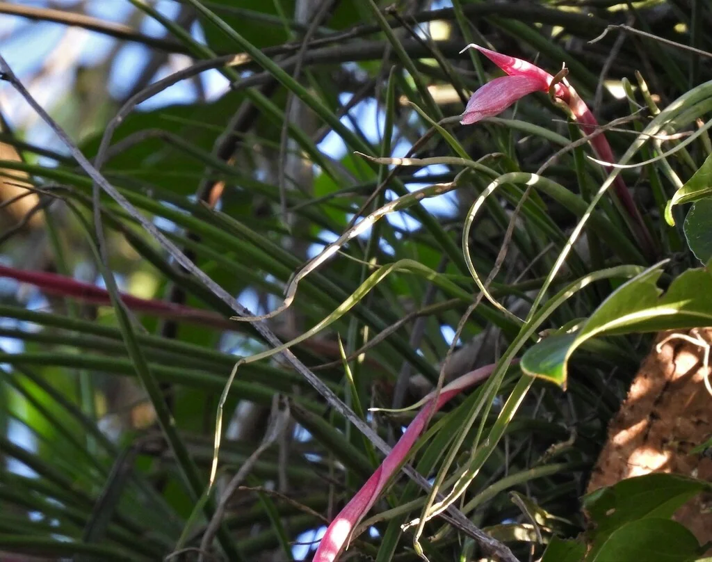 Billbergia Nutans