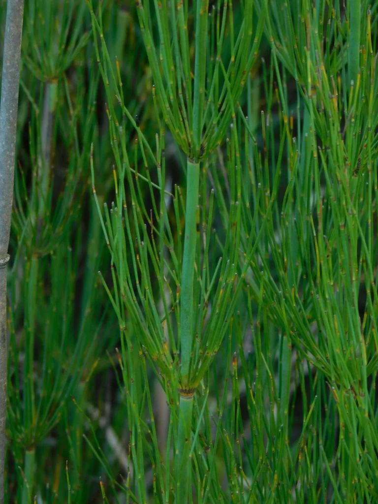 Elegia Capensis