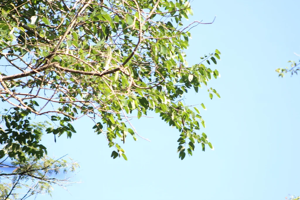 Bauhinia forficata