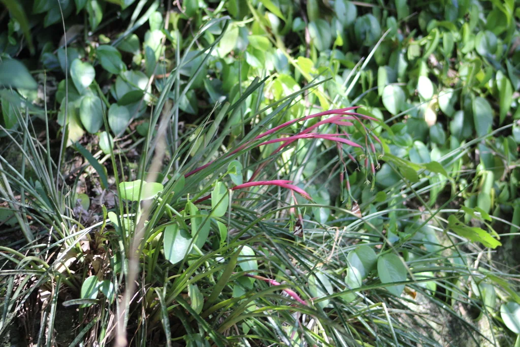 Billbergia Nutans